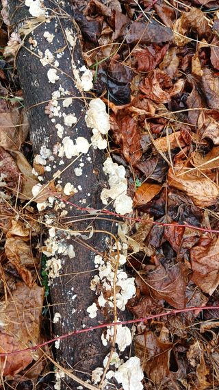 골탄님의 기타작물 · 영농일지 작성글 사진