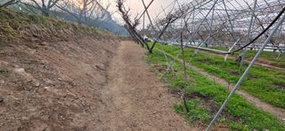 달맛햇복숭아농원님의 복숭아 · 영농일지 작성글 사진