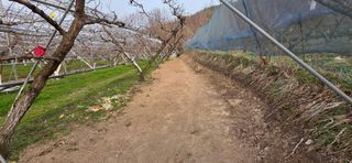 달맛햇복숭아농원님의 복숭아 · 영농일지 작성글 사진