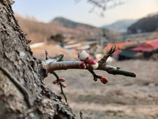 김홍중님의 두릅 · 영농일지 작성글 사진