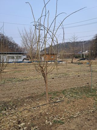 류남열님의 복숭아 · 영농일지 작성글 사진