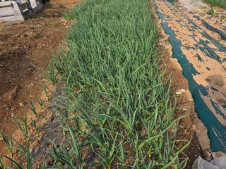 정정치님의 기타작물 · 영농일지 작성글 사진