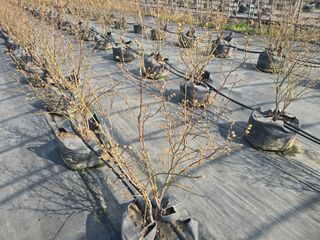 축복농장님의 기타작물 · 영농일지 작성글 사진