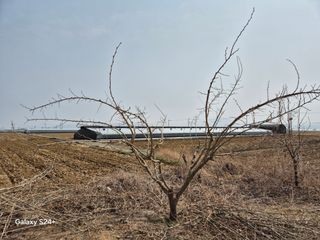진문거사님의 기타작물 · 영농일지 작성글 사진