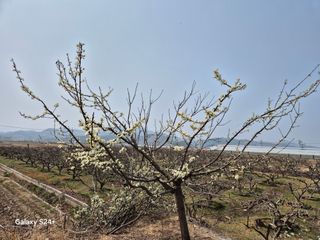 진문거사님의 기타작물 · 영농일지 작성글 사진