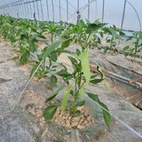 팜모닝 고추·영농일지 게시글 이미지