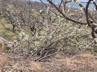 진문거사님의 기타작물 · 영농일지 작성글 사진