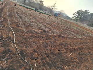 김용환님의 마늘 · 영농일지 작성글 사진