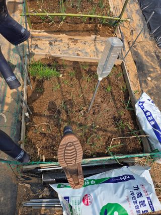 게으른농부님의 상추 · 영농일지 작성글 사진