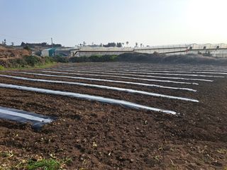 한림한경님의 호박 · 영농일지 작성글 사진