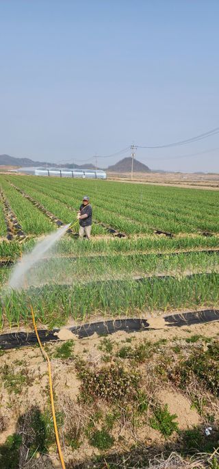 박종권님의 마늘 · 영농일지 작성글 사진