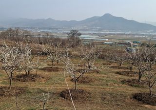 철남 김희곤님의 상추 · 영농일지 작성글 사진