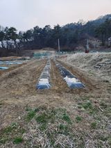 팜모닝 감자·영농일지 게시글 이미지