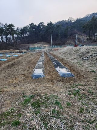 늘해랑농원님의 감자 · 영농일지 작성글 사진