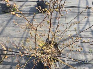 축복농장님의 기타작물 · 영농일지 작성글 사진
