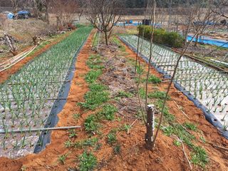 김용환님의 마늘 · 영농일지 작성글 사진