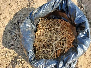 김홍중님의 두릅 · 영농일지 작성글 사진