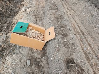 김홍중님의 두릅 · 영농일지 작성글 사진