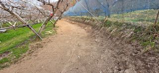 달맛햇복숭아농원님의 복숭아 · 영농일지 작성글 사진