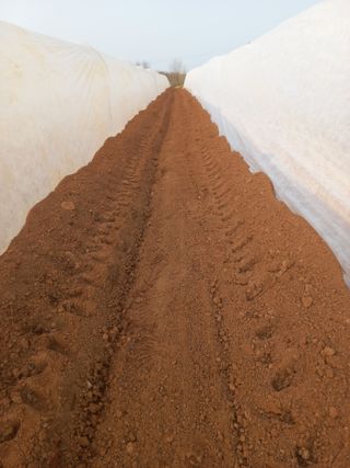 박웅님의 고추 · 영농일지 작성글 사진