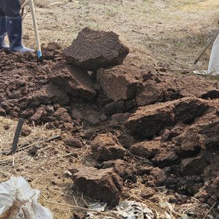 이주환님의 고구마 · 영농일지 작성글 사진
