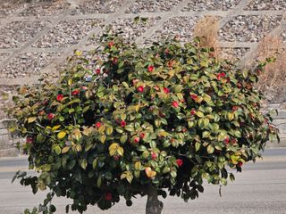 정정치님의 기타작물 · 영농일지 작성글 사진