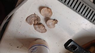 골탄님의 기타작물 · 영농일지 작성글 사진