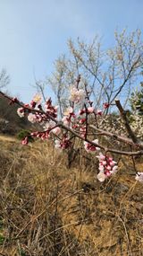 팜모닝 감·영농일지 게시글 이미지