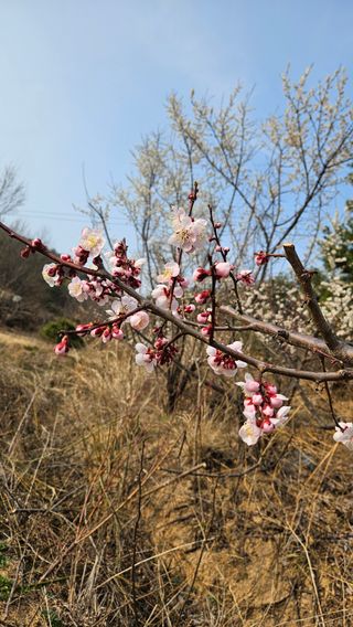정규환님의 감 · 영농일지 작성글 사진