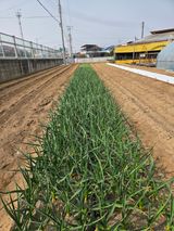 팜모닝 기타작물·영농일지 게시글 이미지