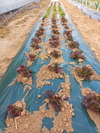 박웅님의 고추 · 영농일지 작성글 사진