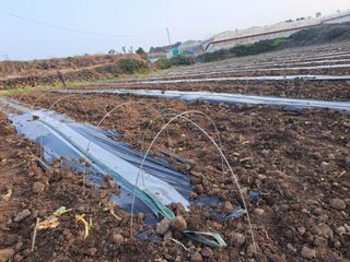 한림한경님의 호박 · 영농일지 작성글 사진