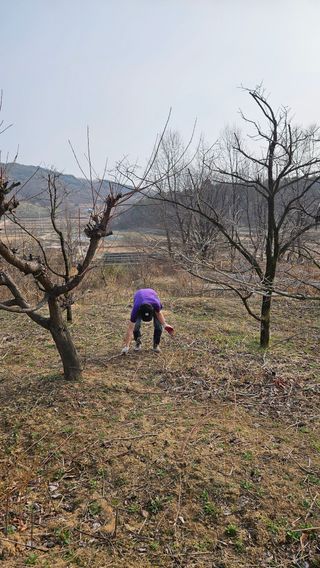 정규환님의 감 · 영농일지 작성글 사진