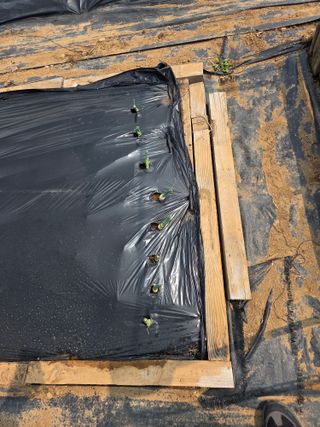 게으른농부님의 상추 · 영농일지 작성글 사진