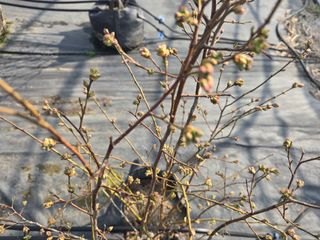 축복농장님의 기타작물 · 영농일지 작성글 사진