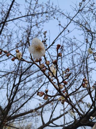 강지현님의 매실 · 영농일지 작성글 사진