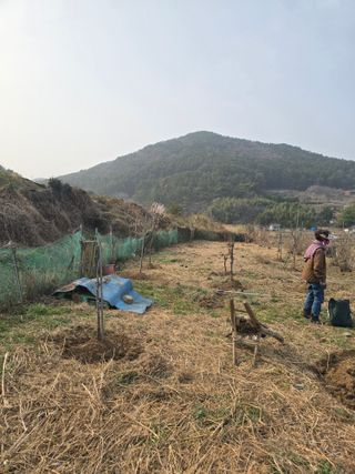 진전님의 벼 · 영농일지 작성글 사진