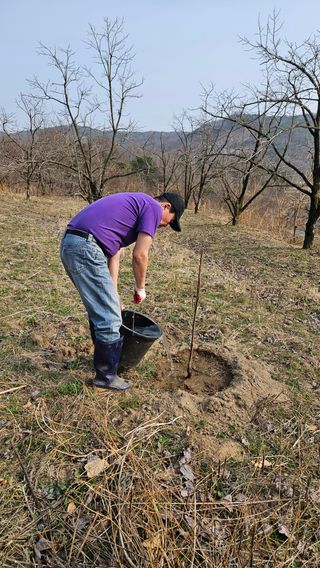 정규환님의 감 · 영농일지 작성글 사진