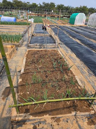 게으른농부님의 상추 · 영농일지 작성글 사진