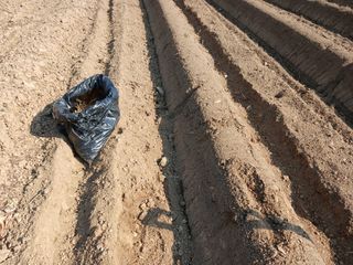 김홍중님의 두릅 · 영농일지 작성글 사진