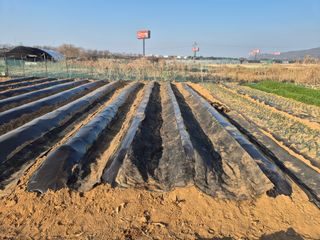 김도훈님의 고추 · 영농일지 작성글 사진