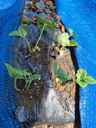 김기탁님의 블루베리 · 영농일지 작성글 사진