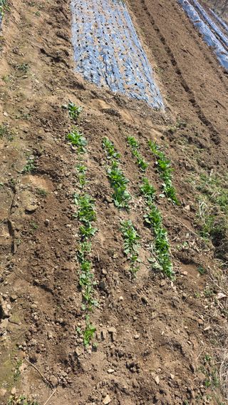 정인재님의 시금치 · 영농일지 작성글 사진