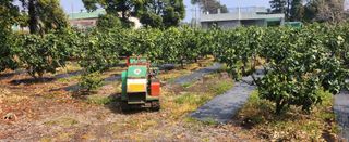 김형철님의 귤 · 영농일지 작성글 사진