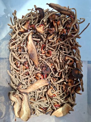 자연같이님의 버섯 · 영농일지 작성글 사진