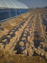 팜모닝 감자·영농일지 게시글 이미지