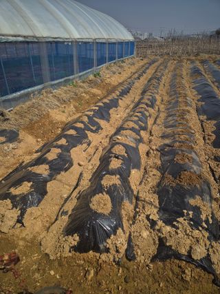 유병욱님의 감자 · 영농일지 작성글 사진