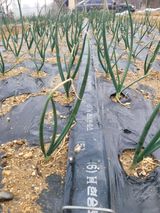 알렉산더님의 작성글 사진