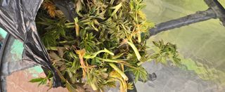 강호지인님의 기타작물 · 영농일지 작성글 사진