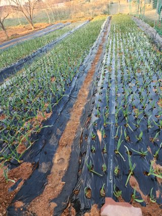 벙개도리님의 기타작물 · 영농일지 작성글 사진